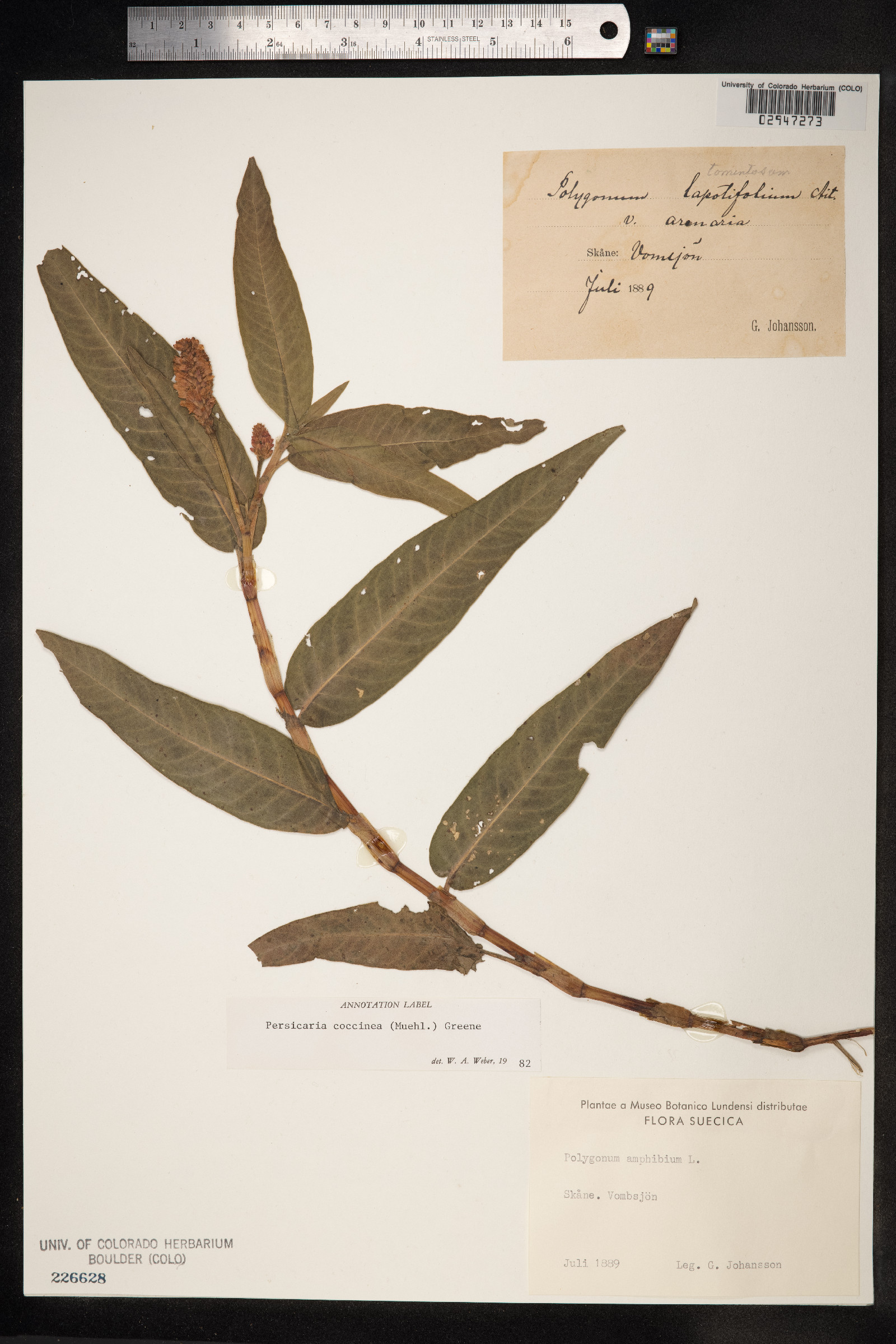 Persicaria amphibia image