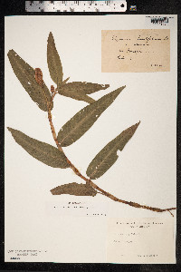 Persicaria amphibia image