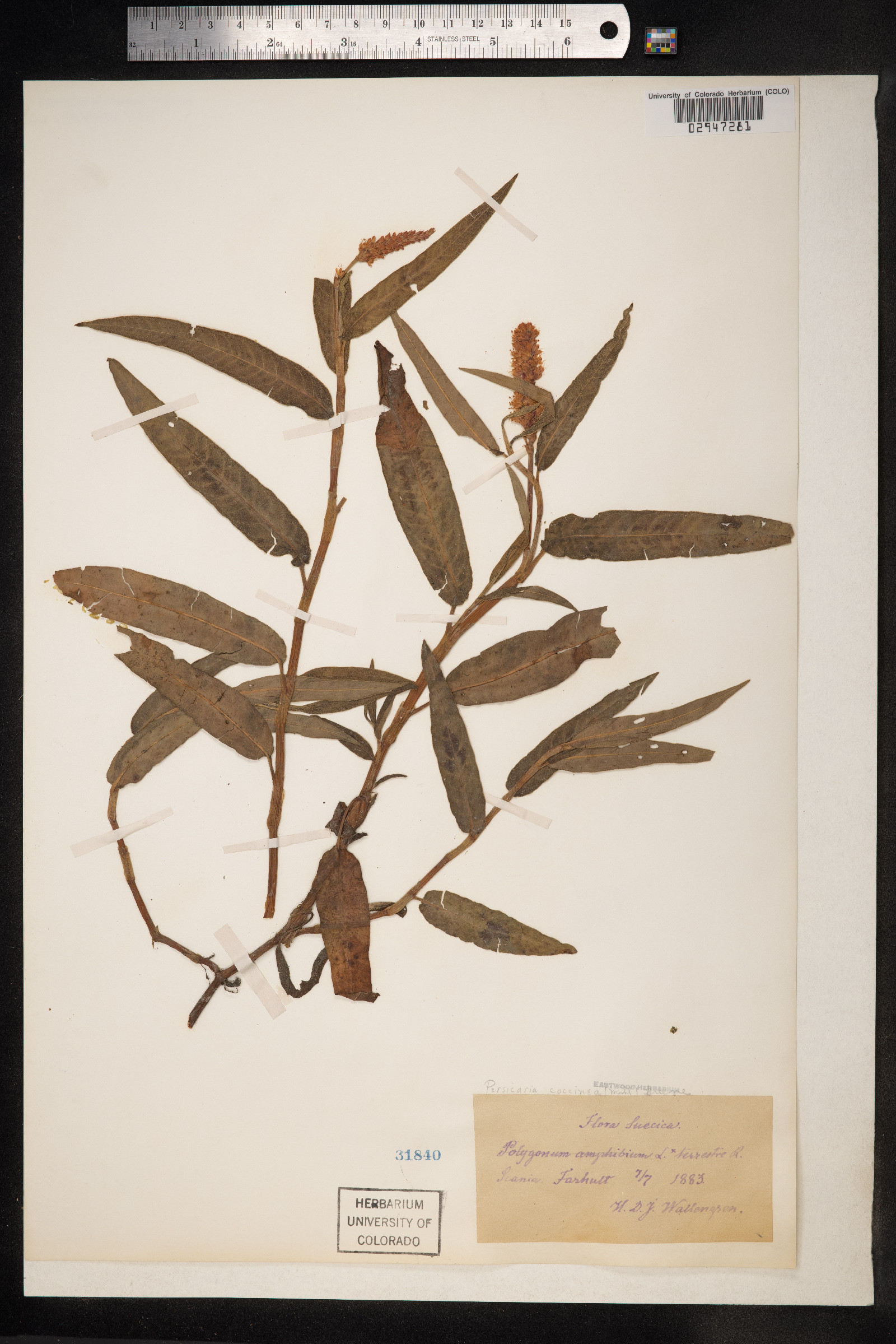 Persicaria amphibia image