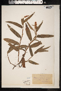 Persicaria amphibia image