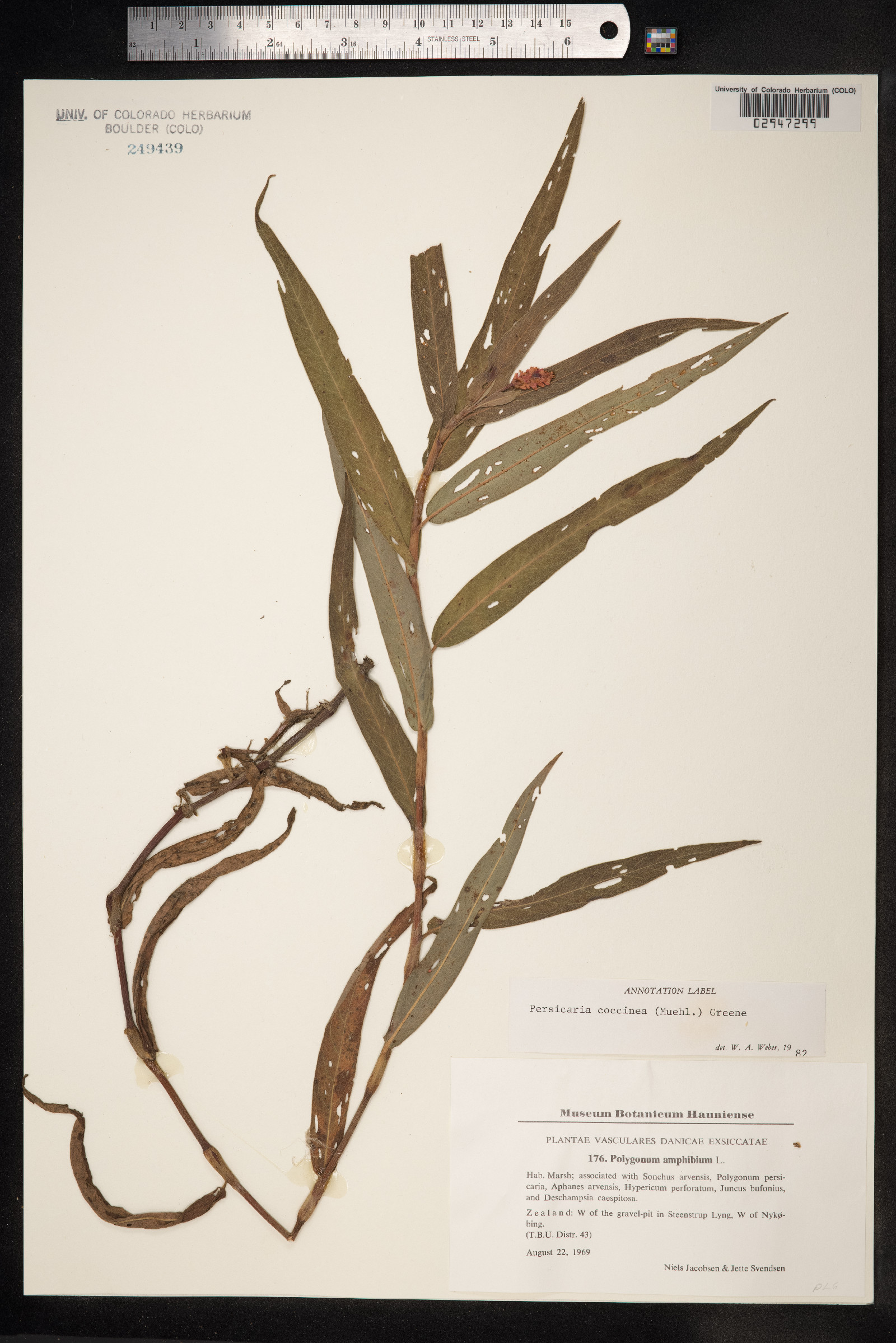 Persicaria amphibia image