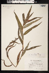 Persicaria amphibia image