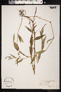 Persicaria hydropiper image