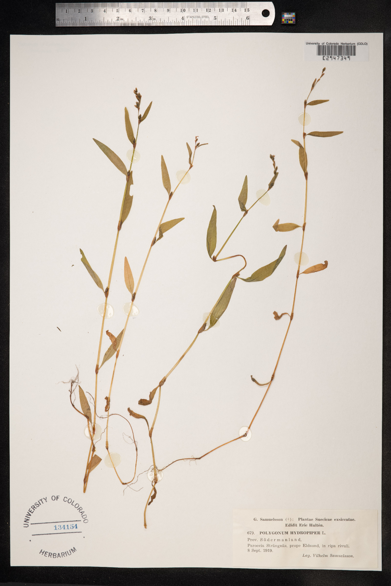 Persicaria hydropiper image