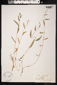 Persicaria hydropiper image