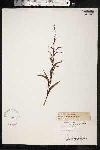 Persicaria hydropiper image