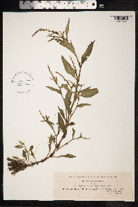 Persicaria hydropiper image