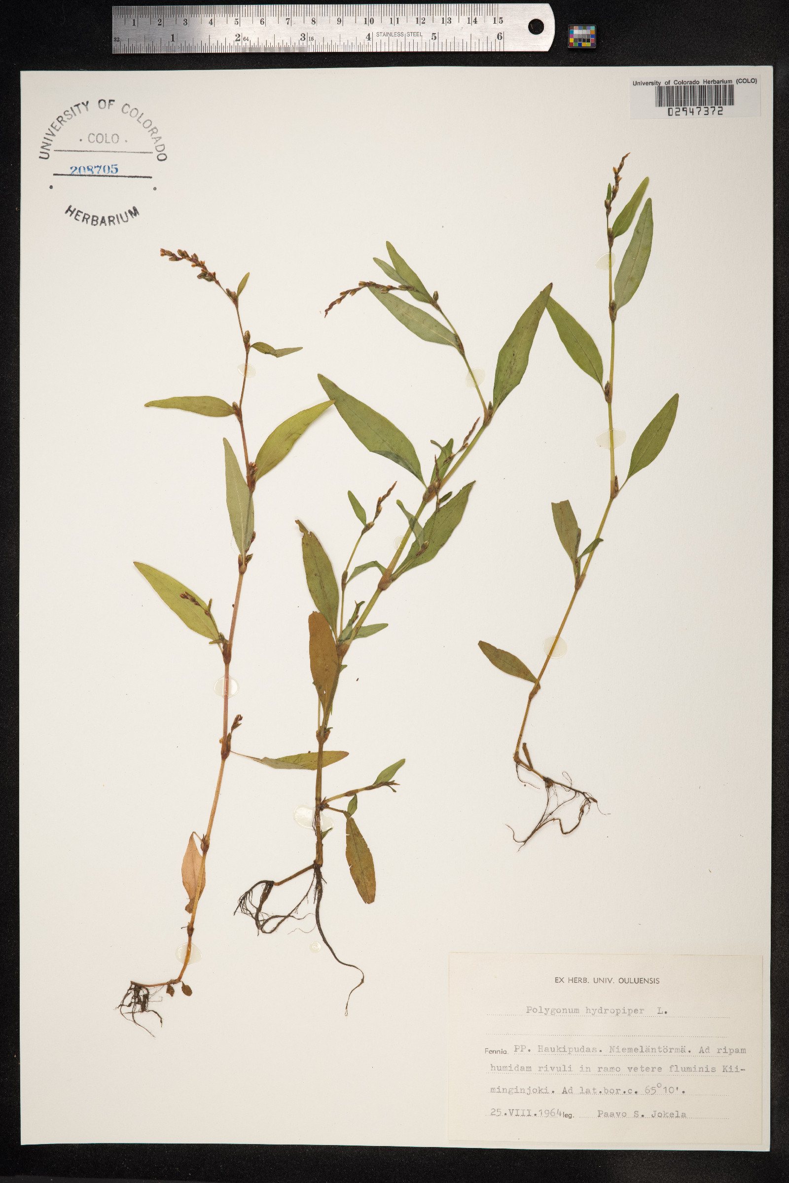 Persicaria hydropiperoides image