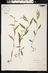 Persicaria hydropiperoides image