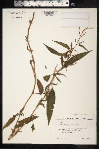 Persicaria lapathifolia image