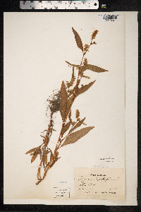 Persicaria lapathifolia image