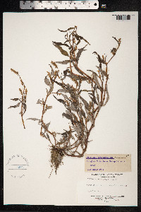 Persicaria lapathifolia image