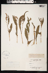 Persicaria lapathifolia image