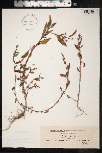 Persicaria lapathifolia image