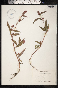 Persicaria lapathifolia image