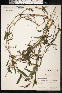 Persicaria lapathifolia image