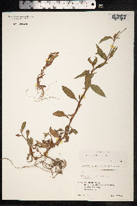 Persicaria lapathifolia image