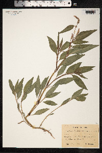 Persicaria lapathifolia image
