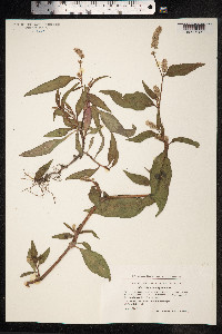 Persicaria lapathifolia image