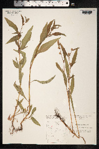 Persicaria lapathifolia image