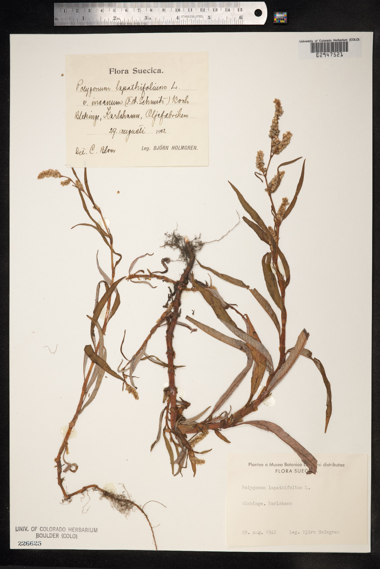Persicaria lapathifolia image