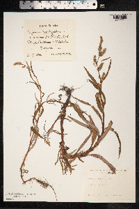Persicaria lapathifolia image