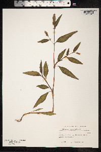 Persicaria lapathifolia image