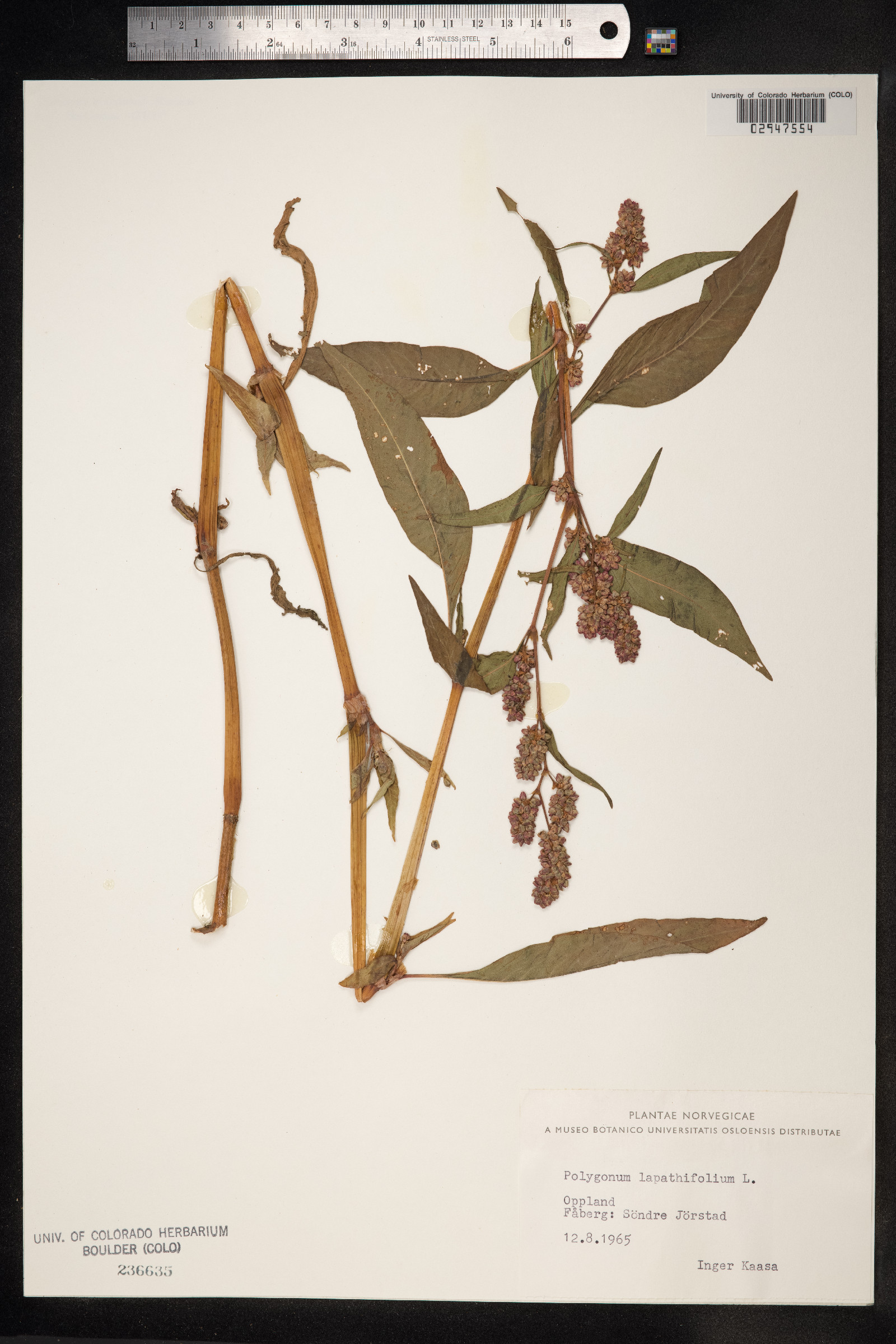 Persicaria lapathifolia image