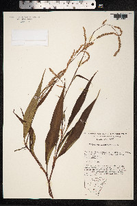 Persicaria lapathifolia image