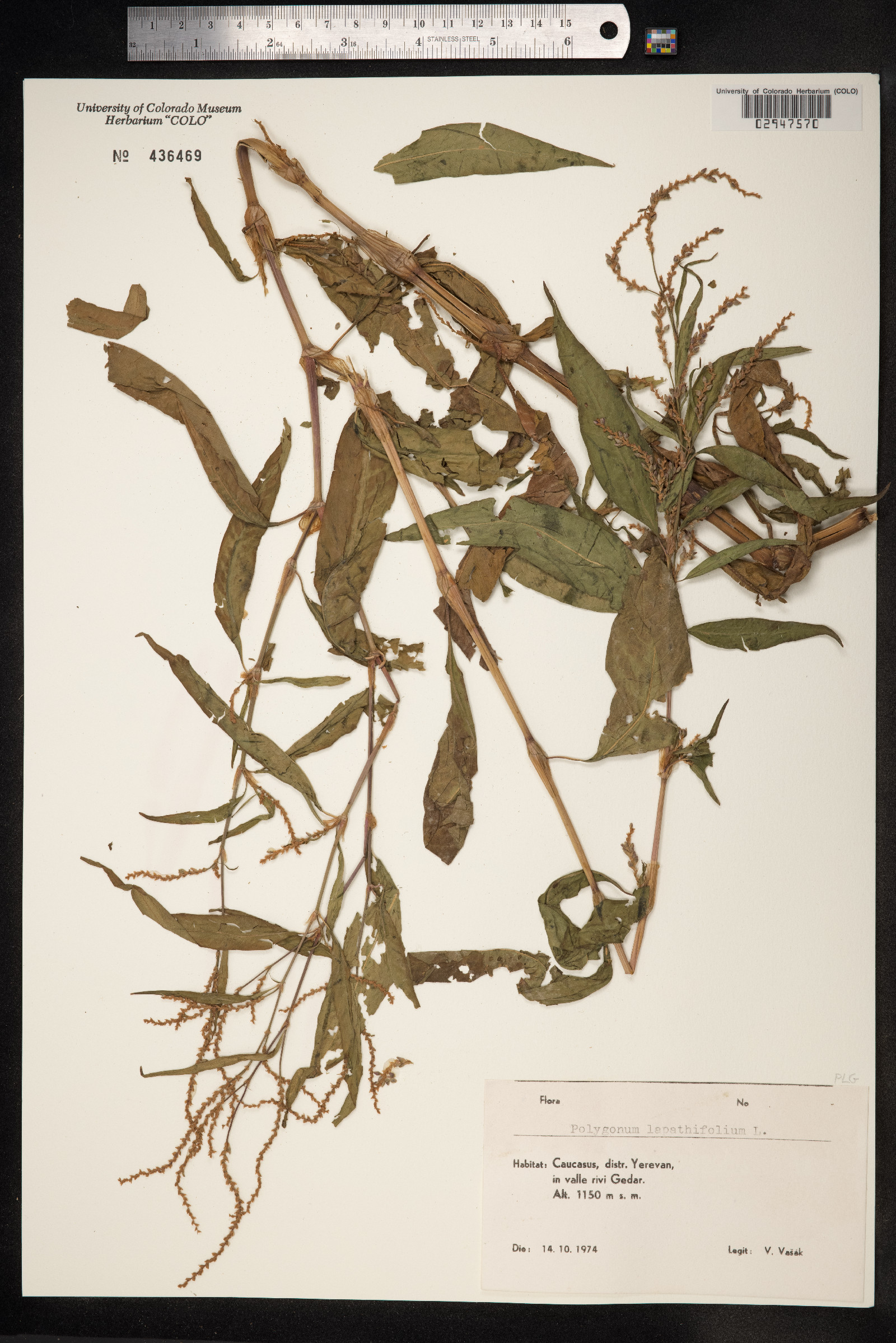 Persicaria lapathifolia image