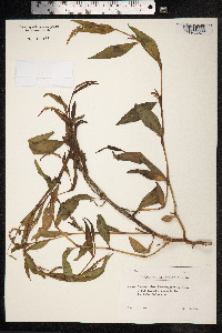 Persicaria lapathifolia image