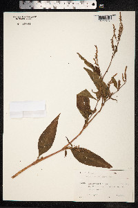 Persicaria lapathifolia image