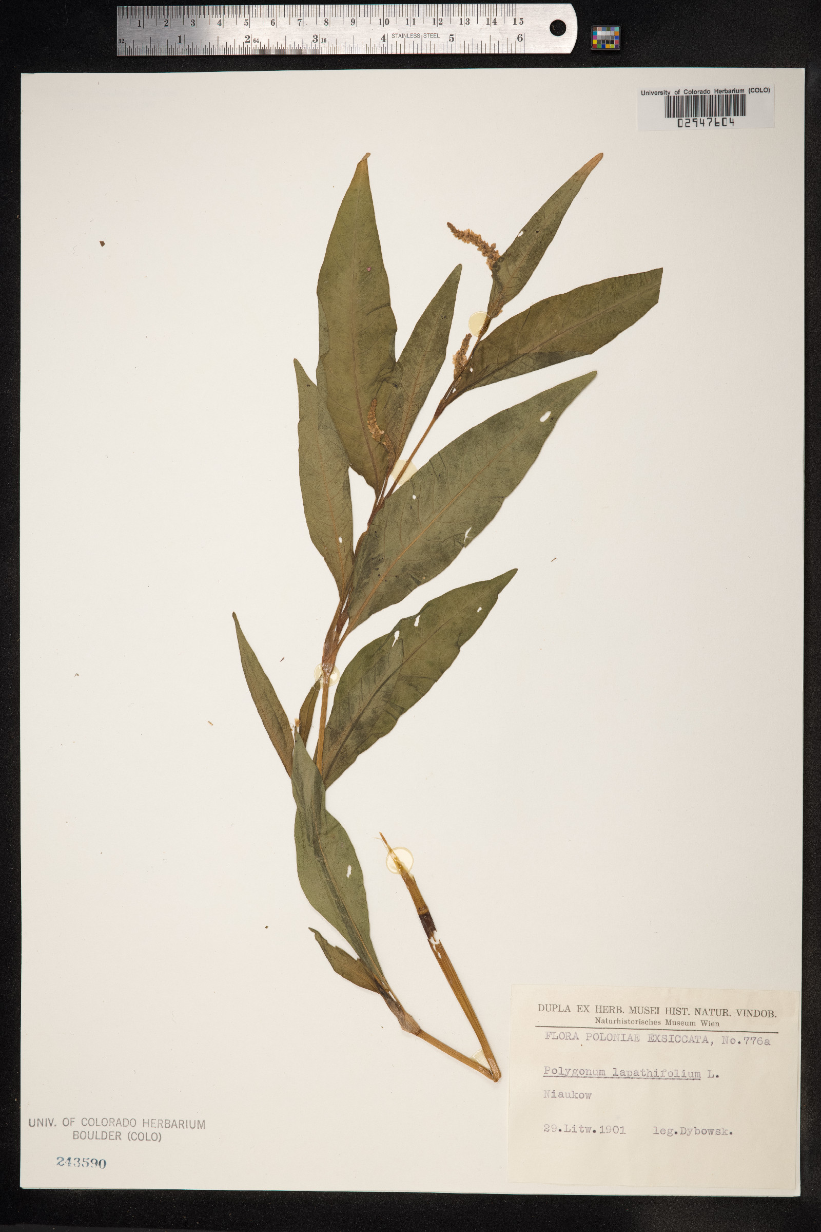 Persicaria lapathifolia image