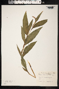 Persicaria lapathifolia image