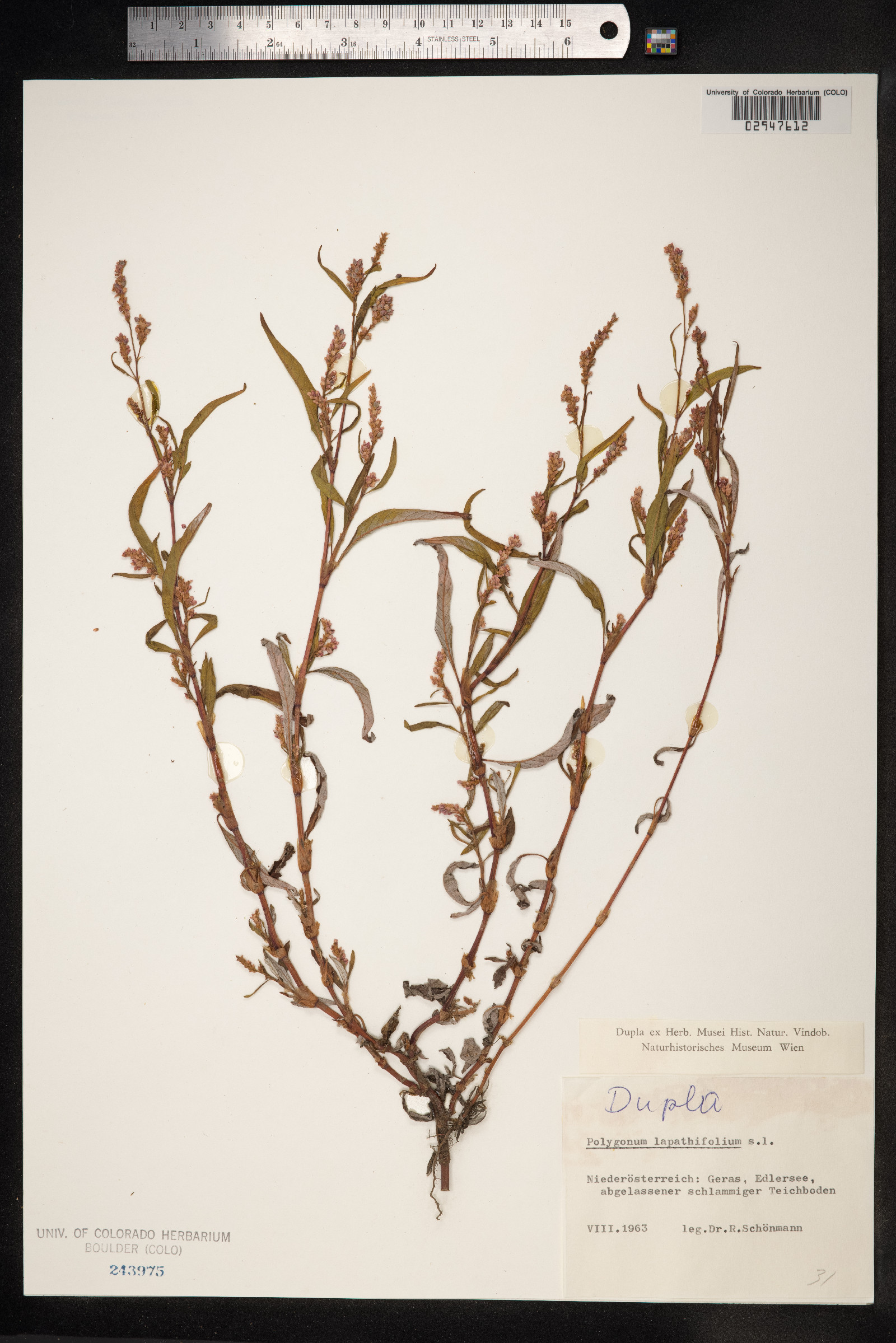 Persicaria lapathifolia image