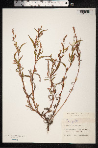 Persicaria lapathifolia image