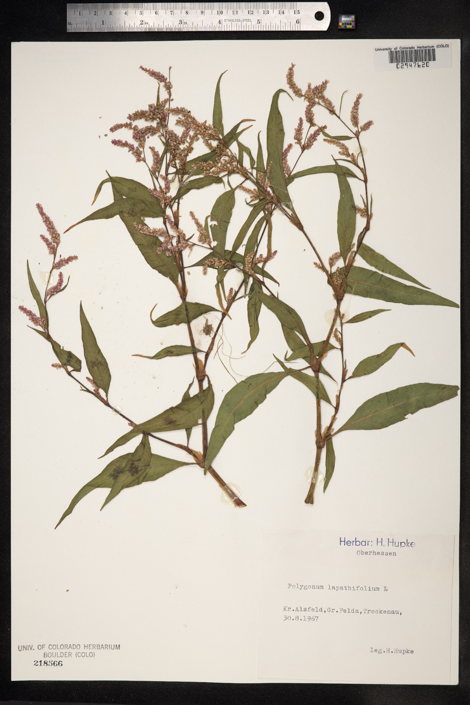 Persicaria lapathifolia image