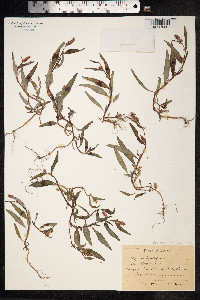 Persicaria lapathifolia image