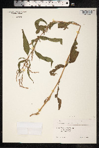 Persicaria lapathifolia image