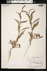 Persicaria lapathifolia image