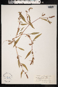 Persicaria lapathifolia image