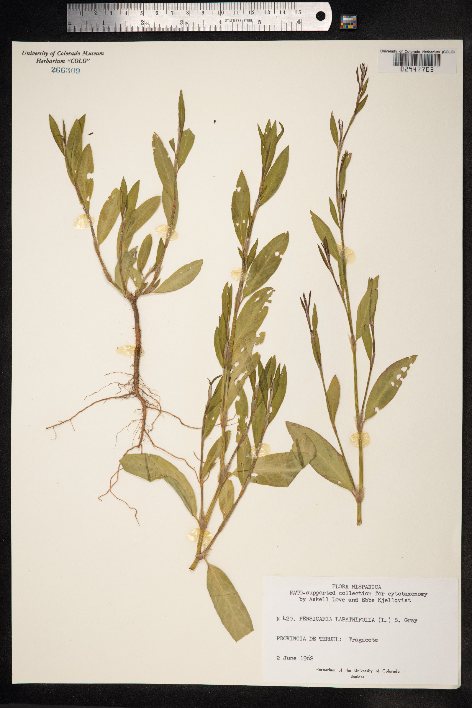 Persicaria lapathifolia image