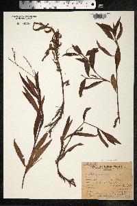 Persicaria maculosa image