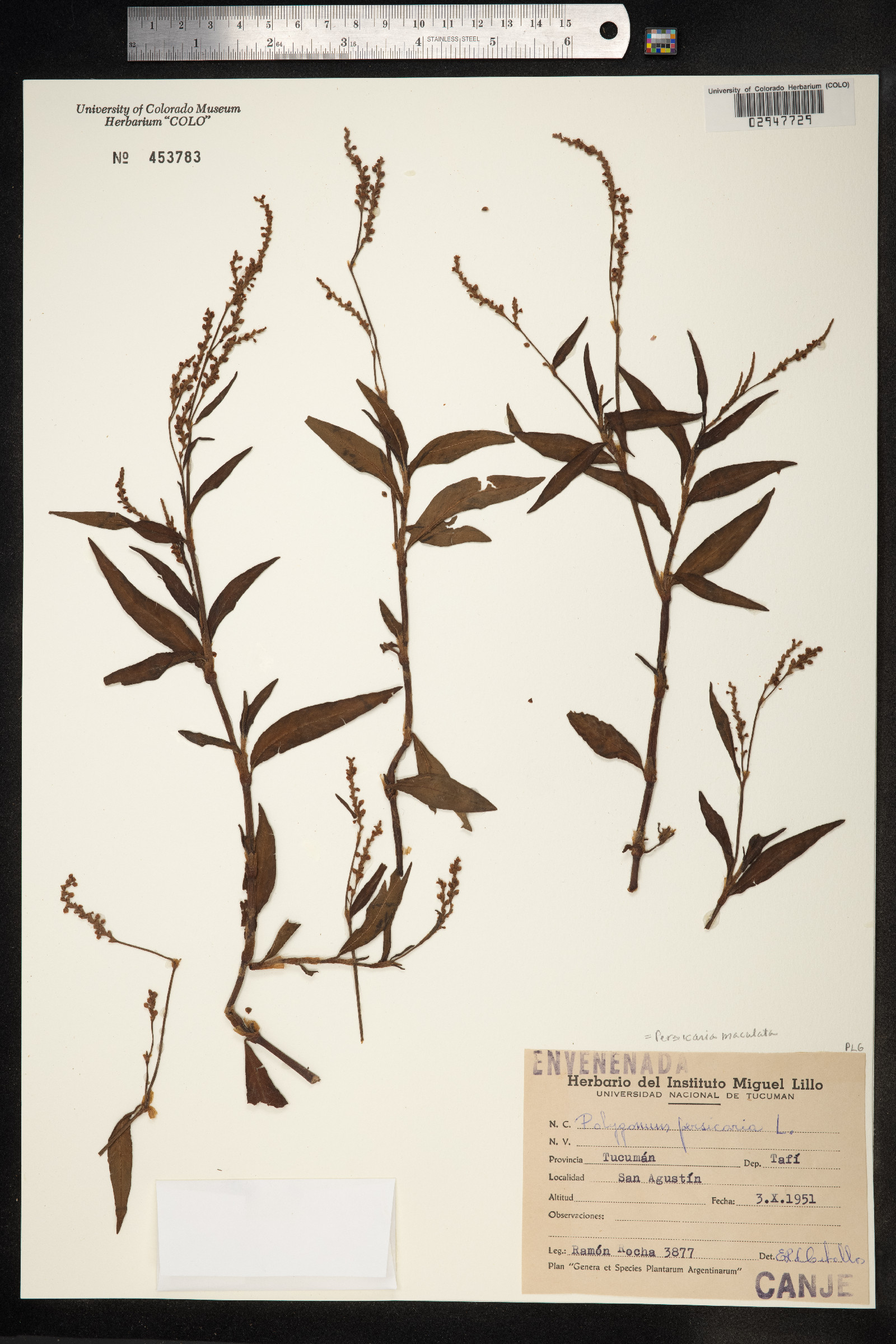 Persicaria maculosa image