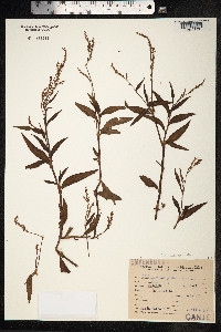 Persicaria maculosa image