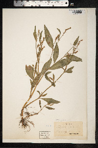 Persicaria maculosa image