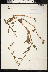 Persicaria maculosa image