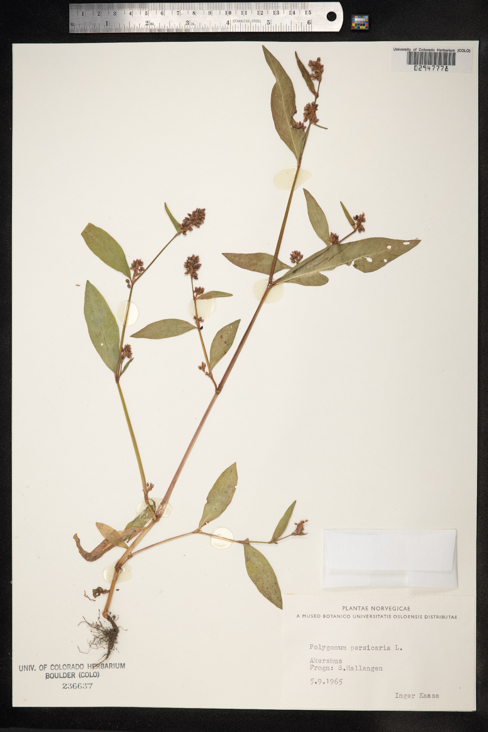 Persicaria maculosa image