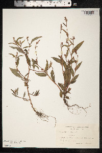 Persicaria maculosa image