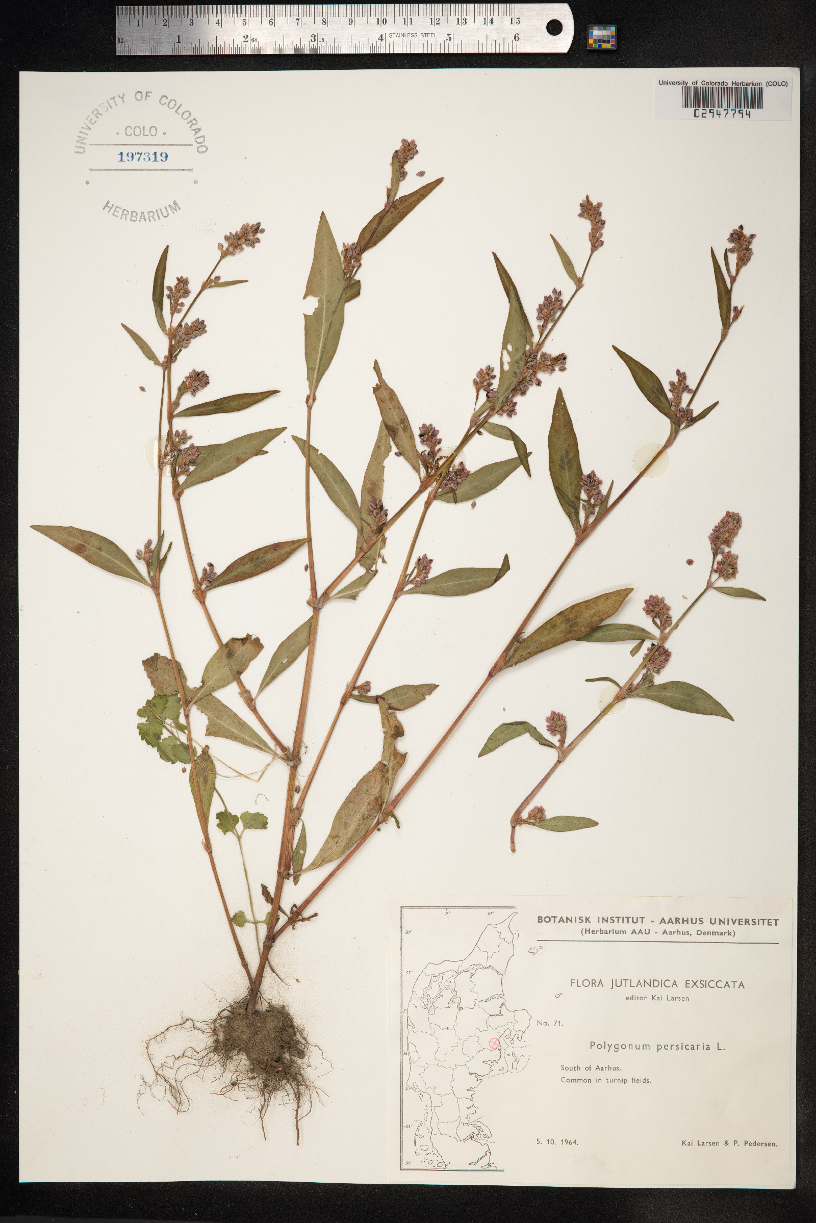 Persicaria maculosa image